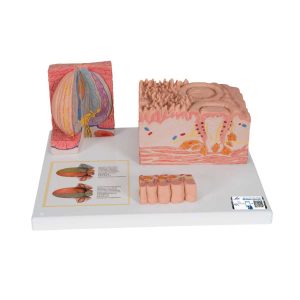 3B Scientific 3B MICROanatomy™ Human Tongue Model – 3B Smart Anatomy