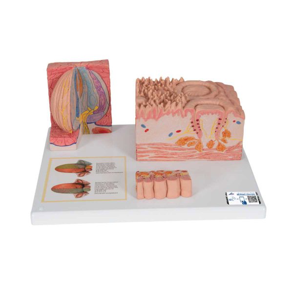 3B Scientific 3B MICROanatomy™ Human Tongue Model – 3B Smart Anatomy