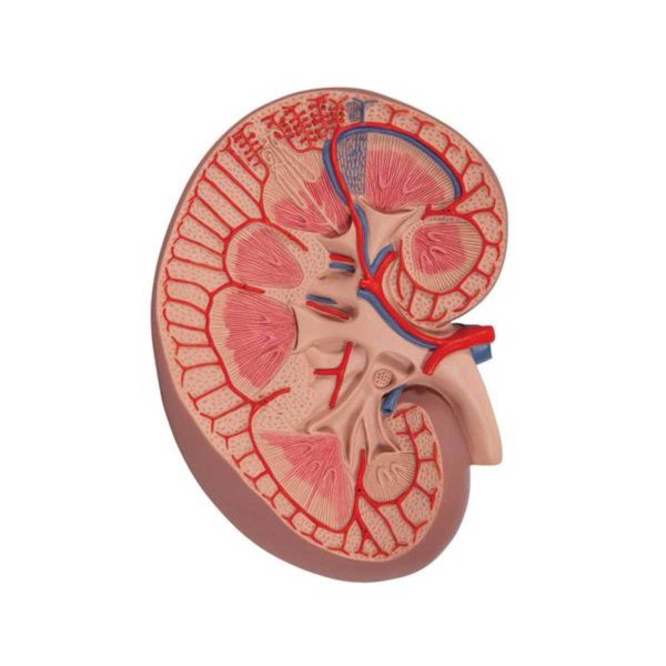 3B Scientific Basic Kidney Section Model, 3 times Full-Size – 3B Smart Anatomy