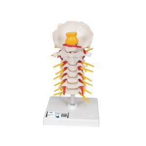 3B Scientific Cervical Human Spinal Column Model – 3B Smart Anatomy