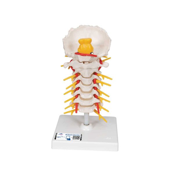 3B Scientific Cervical Human Spinal Column Model – 3B Smart Anatomy