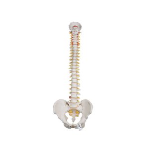 3B Scientific Classic Flexible Human Spine Model – 3B Smart Anatomy