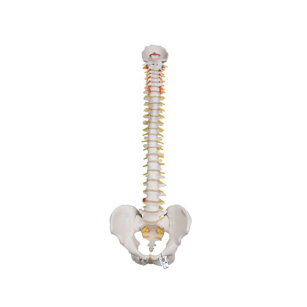 3B Scientific Classic Flexible Human Spine Model – 3B Smart Anatomy
