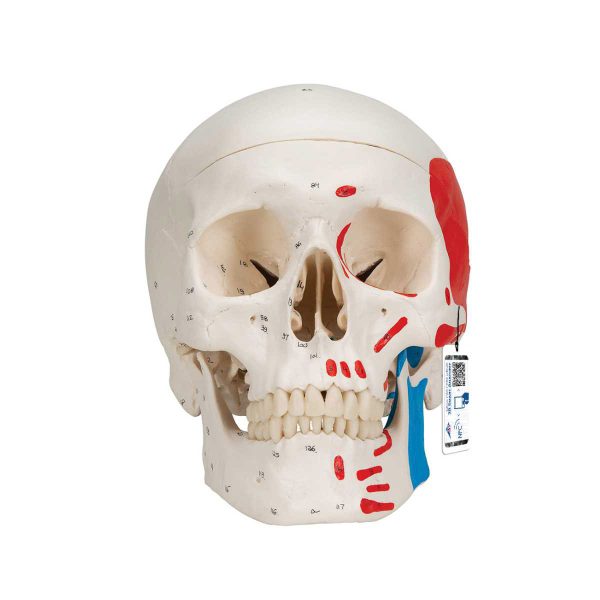 3B Scientific Classic Human Skull Model painted, 3 part – 3B Smart Anatomy