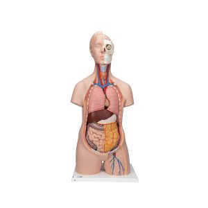 3B Scientific Classic Unisex Human Torso Model, 12 part – 3B Smart Anatomy