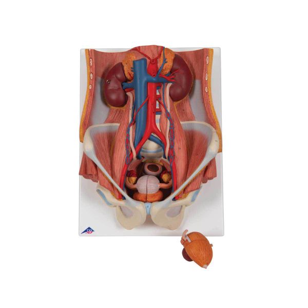 3B Scientific Dual Sex Urinary System Model, 6 part – 3B Smart Anatomy