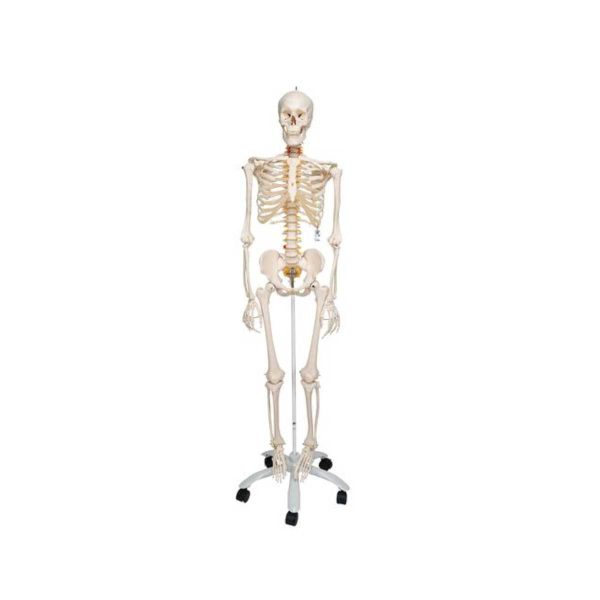 3B Scientific Flexible Human Skeleton Model Fred – 3B Smart Anatomy