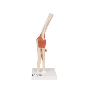 3B Scientific Functional Human Elbow Joint Model with Ligaments – 3B Smart Anatomy
