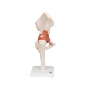 3B Scientific Functional Human Hip Joint Model – 3B Smart Anatomy