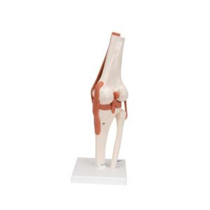 3B Scientific Functional Human Knee Joint Model with Ligaments – 3B Smart Anatomy