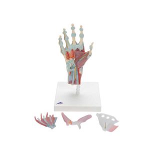 3B Scientific Hand Skeleton Model with Ligaments and Muscles – 3B Smart Anatomy