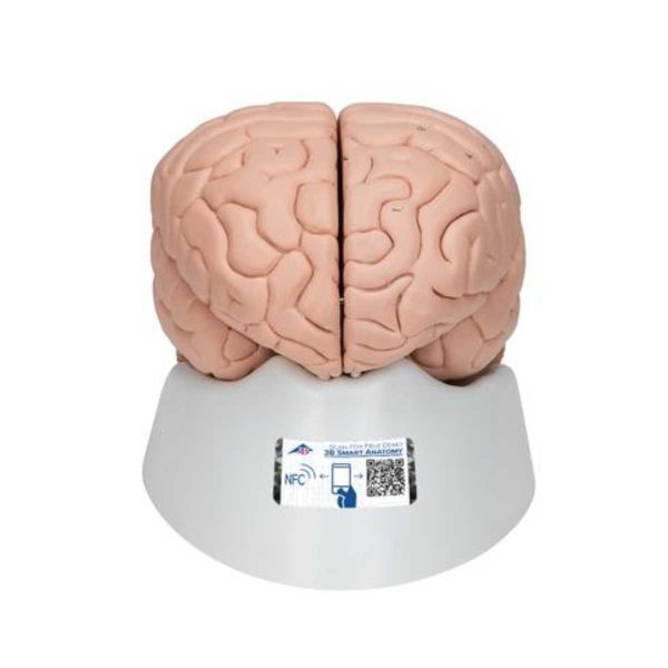 3B Scientific Human Brain Model, 8 part – 3B Smart Anatomy