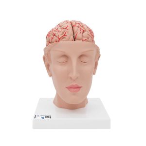 3B Scientific Human Brain Model with Arteries on Base of Head, 8 part – 3B Smart Anatomy