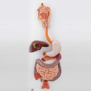 3B Scientific Human Digestive System Model, 3 part