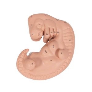 3B Scientific Human Embryo Model, 25 times Life-Size – 3B Smart Anatomy