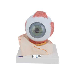 3B Scientific Human Eye Model, 5 times Full-Size, 7 part