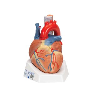3B Scientific Human Heart Model, 7 Part – 3B Smart Anatomy