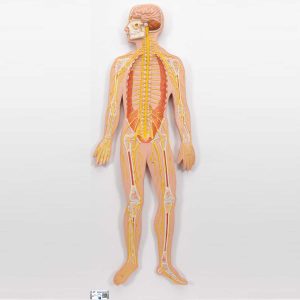 3B Scientific Human Nervous System Model, 1-2 Life-Size – 3B Smart Anatomy