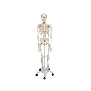 3B Scientific Human Skeleton Model Stan – 3B Smart Anatomy