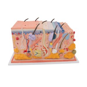 3B Scientific Human Skin Section Model, 70 times Full-Size – 3B Smart Anatomy