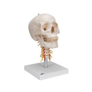 3B Scientific Human Skull Model on Cervical Spine, 4 part – 3B Smart Anatomy