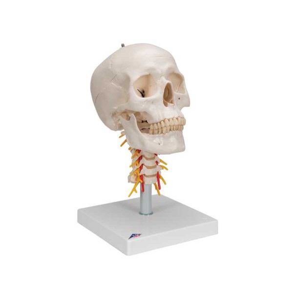 3B Scientific Human Skull Model on Cervical Spine, 4 part – 3B Smart Anatomy