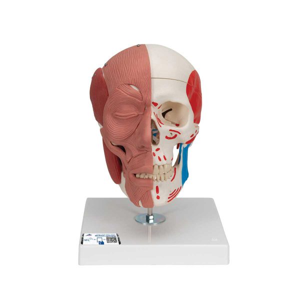 3B Scientific Human Skull with Facial Muscles – 3B Smart Anatomy