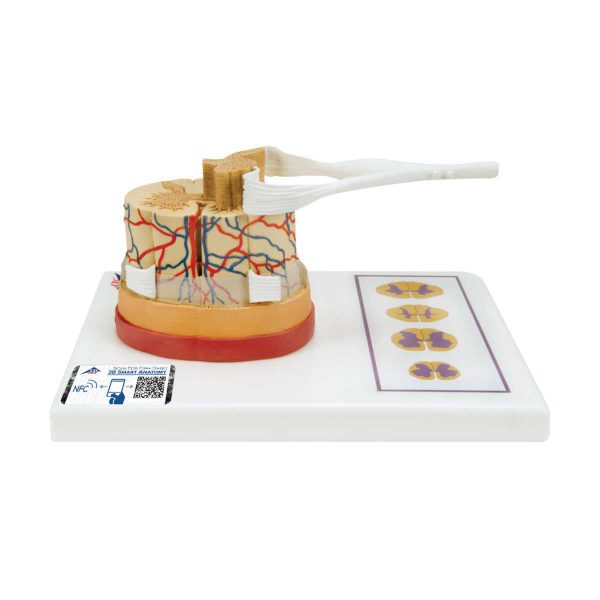 3B Scientific Human Spinal Cord Model, 5 times Life-Size – 3B Smart Anatomy