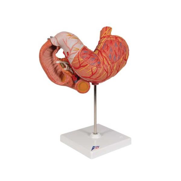 3B Scientific Human Stomach Model, 3 part