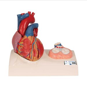 3B Scientific Life-Size Human Heart Model, 5 Parts with Representation of Systole – 3B Smart Anatomy