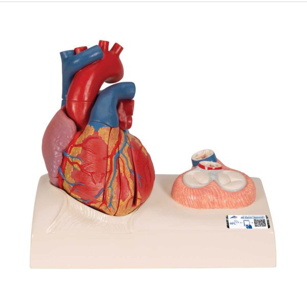 3B Scientific Life-Size Human Heart Model, 5 Parts with Representation of Systole – 3B Smart Anatomy