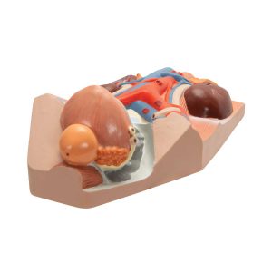 3B Scientific Male Urinary System Model, 3&4 Life-Size – 3B Smart Anatomy