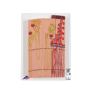 3B Scientific Nephrons and Blood Vessels Model, 120 times Full-Size – 3B Smart Anatomy