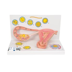 3B Scientific Ovaries and Fallopian Tubes Model with Stages of Fertilization, 2-times Magnified – 3B Smart Anatomy