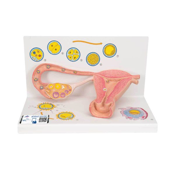 3B Scientific Ovaries and Fallopian Tubes Model with Stages of Fertilization, 2-times Magnified – 3B Smart Anatomy