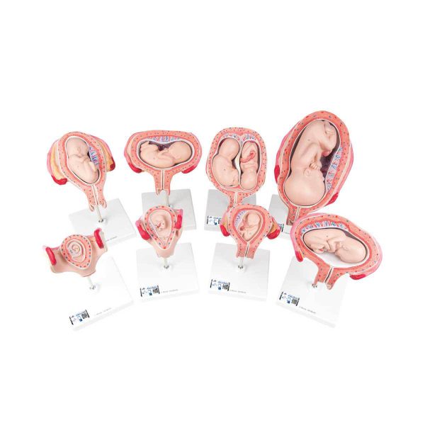 3B Scientific Pregnancy Models Series, 8 Individual Embryo and Fetus Models – 3B Smart Anatomy