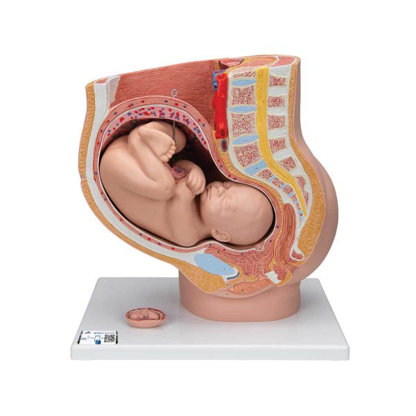 3B Scientific Pregnancy Pelvis Model in Median Section with Removable Fetus (40 weeks), 3 part – 3B Smart Anatomy