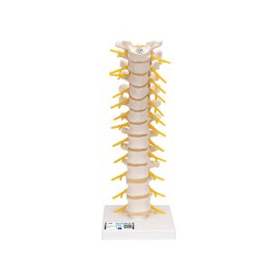 3B Scientific Thoracic Human Spinal Column Model