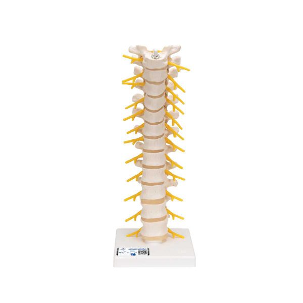 Thoracic Human Spinal Column Model 3B Smart Anatomy